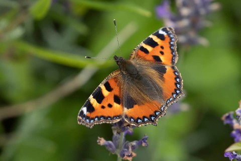 Small tortoiseshell butterfly (Aglais urticae) adult insect feeding on garden lavender flowers in