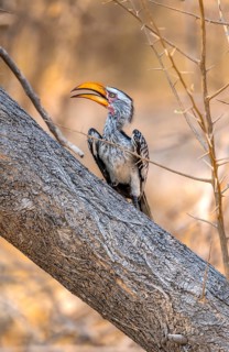 Red-ringed Hornbill (Tockus leucomelas), bird sitting on a tree trunk, Nxai Pan National Park,