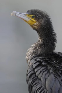 Great Cormorant (Phalacrocorax carbo), Lower Saxony, Germany