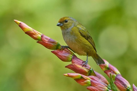 Orange-bellied Euphonia (Euphonia xanthogaster) female, Ecuador