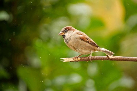 House sparrow (Passer domesticus) perched on a branch during light rain in autumn garden, Germany