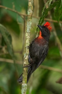 Sooty Ant Tanager (Habia gutturalis) perched on a branch in the mountains of Colombia, South