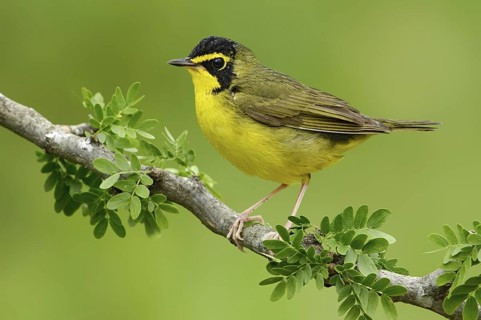 Kentucky Warbler (Geothlypis formosa), Texas, USA