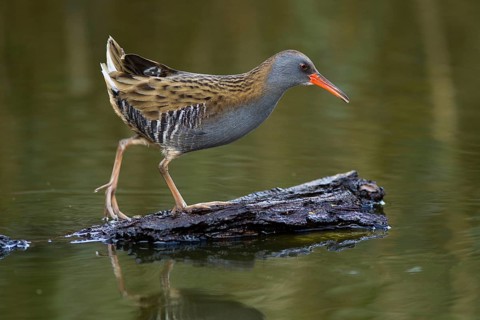 Water Rail (Rallus aquaticus), Cheshire, United Kingdom