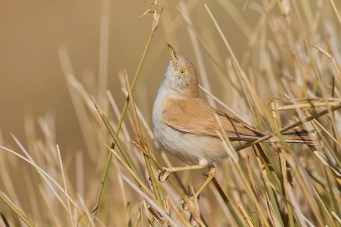 African Desert Warbler - Saharagrasmücke - Sylvia deserti, Morocco