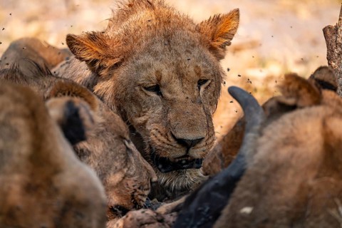 Lion pack with kill, lion (Panthera Leo) eats buffalo, savanna, Moremi Game Reserve, Botswana