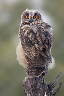 Eurasian Eagle-Owl (Bubo bubo), Saxony-Anhalt, Germany