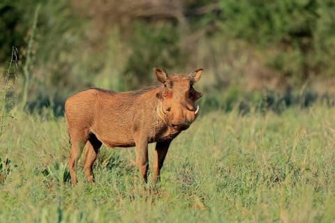 Warthog (Phacochoerus africanus), adult, foraging, vigilant, Mokala National Park, Northern Cape,