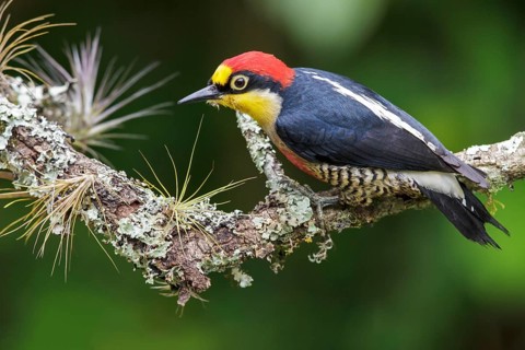 Yellow-fronted Woodpecker (Melanerpes flavifrons) perched on a branch in the Atlantic rainforest of