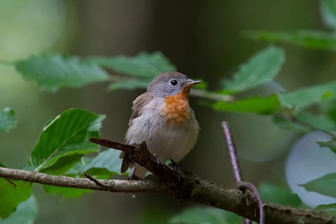 Red-breasted Flycatcher (Ficedula parva) male perched on a branch, Mecklenburg-Western Pomerania,
