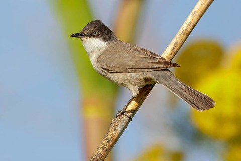 Nightingale warbler, (Sylvia crassirostris), Orphean warbler, Eastern Orphean warbler, Animals,