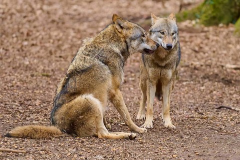 Two wolves sitting quietly and close together, Wolf (Canis Lupus), Germany