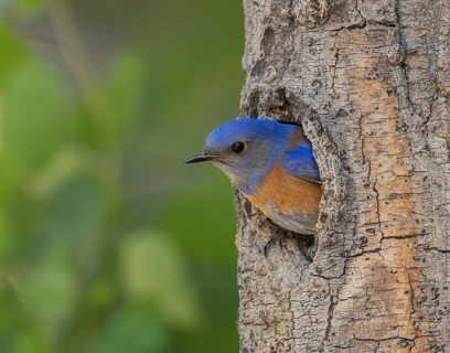 Western Bluebird (Sialia mexicana) at nest cavity in the Sierra Nevada mountains of California