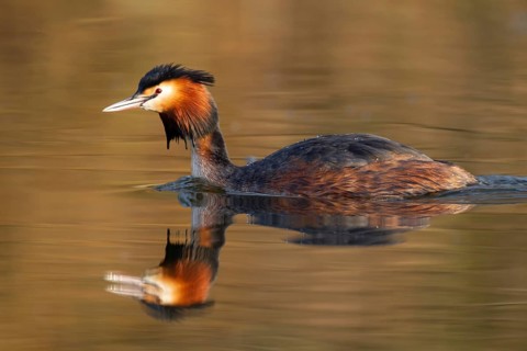 Great crested grebe (Podiceps cristatus) adult bird on a lake, England, United Kingdom