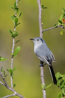 Cuban gnatcatcher (Polioptila lembeyei) perched on a branch in Cuba