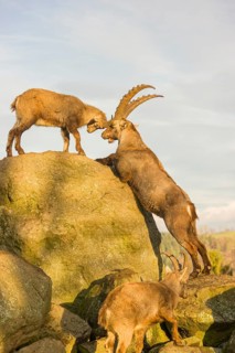 Two ibex (Capra ibex), a male and a female, play on a rock in the last light of the day