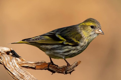 A detailed close-up image of a Eurasian Siskin, Spinus spinus, perched elegantly on a weathered