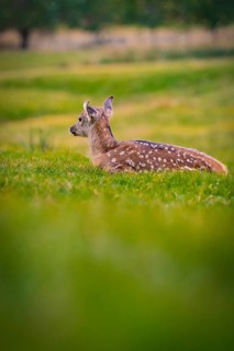 Young roe deer calf in the forest, Black Forest, Enzklösterle, Germany