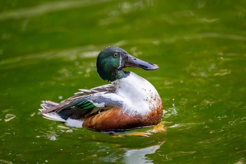 Northern shoveler (Spatula clypeata) male cleaning its feathers while swimming in lake in summer,
