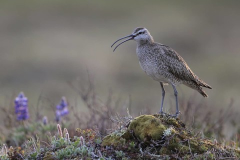 Whimbrel (Numenius phaeopus), Alaska, USA