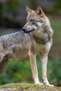Wolf (Canis lupus) standing on a moss-covered rock and looking attentively, captive, Bavarian