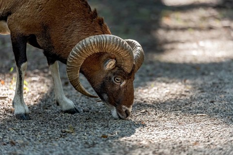 European mouflon (Ovis gmelini musimon), mouflon, male with impressively curved horns looking for