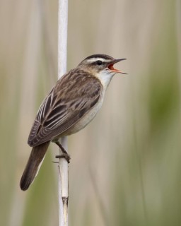 Sedge Warbler (Acrocephalus schoenobaenus) singing, Schleswig-Holstein, Germany