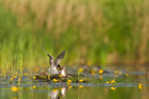 Black Tern (Chlidonias niger) feeding of juvenile, Netherlands