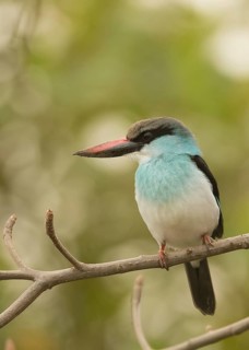 Blue-breasted Kingfisher (Halcyon malimbica), Gambia