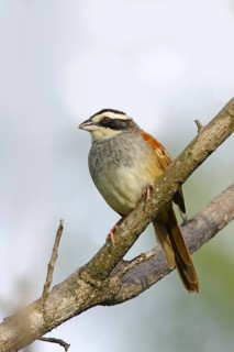 Stripe-headed Sparrow Aimophila ruficauda ruficauda Santa Rosa National Park, Costa Rica 12 October