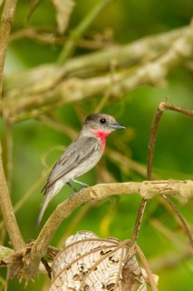 Rose-throated Becard Pachyramphus aglaiae La Bajada, Nayarit, Mexico 8 June Adult Male singing.