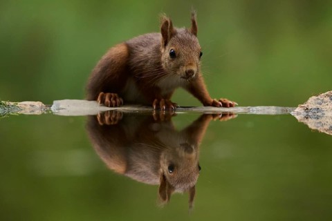 A close-up image of a curious squirrel drinking from a serene lake, surrounded by lush forest. The