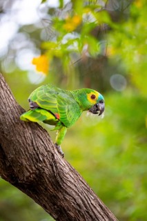 Blue-fronted Amazon (Amazona aestiva (Pantanal Brazil