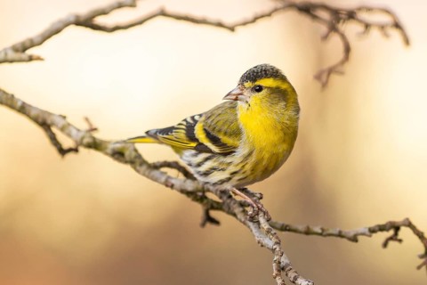 Eurasian Siskin (Spinus spinus) male perched on a branch, Lower Saxony, Germany