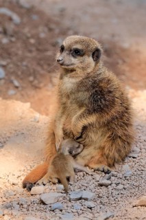 Tiger nut (Suricata suricatta), adult, juvenile, newborn, baby, female, mother with juvenile,