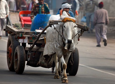 New Dehli, India, 15.01.10 - Oxcart on a street in Neu-Dehli, India