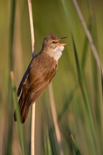 Great Reed Warbler (Acrocephalus arundinaceus) male singing in reeds, Poland