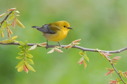 Prothonotary Warbler (Protonotaria citrea) perched on a twig, Texas, USA