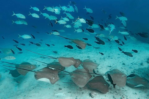 A group of red stingrays, Hemitrygon akajei, glides over the sandy bottom of the Maldivian ocean,