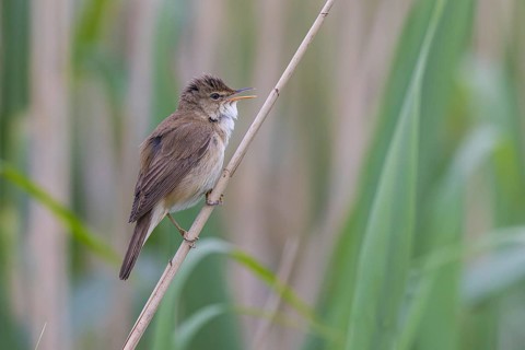 Eurasian Reed Warbler (Acrocephalus scirpaceus) singing, North Rhine-Westphalia, Germany