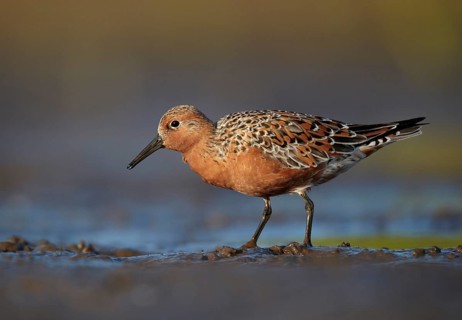 Red Knot (Calidris canutus) foraging, Mecklenburg-Western Pomerania, Germany