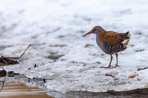 European water rail (Rallus aquaticus) adult foraging along snow covered pond shore at marshland in