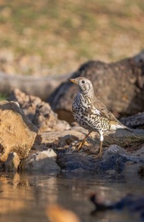 A mistle thrush (Turdus viscivorus) stands alert by water among rocks, showcasing its distinct