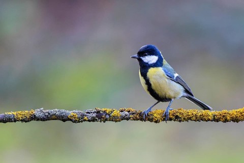 Great Tit (Parus major) perched on a lichen covered branch, Bavaria, Germany