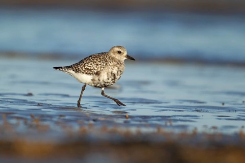 Grey plover (Pluvialis squatarola) adult wading bird in winter plumage walking on a shoreline of a
