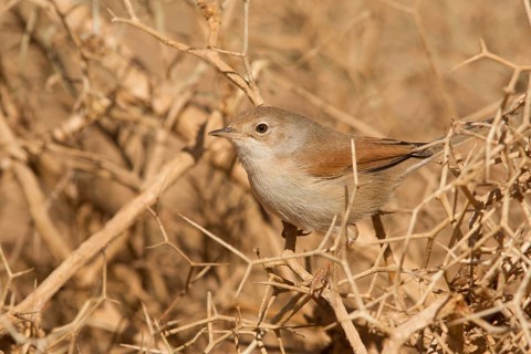 Spectacled Warbler (Sylvia conspicillata) female, Morocco