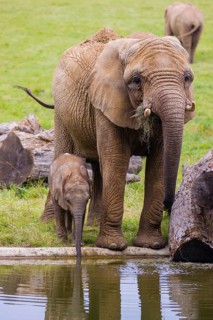 Adult female African elephant (Loxodonta africana) with 4 month old baby at a water hole