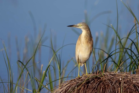 Squacco Heron (Ardeola ralloides), Greece