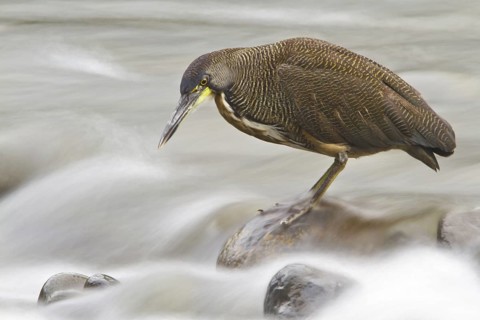 Fasciated Tiger Heron (Tigrisoma fasciatum), Costa Rica