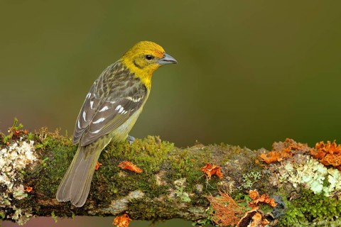Tanager sitting on beautiful moss branch with clear background. Beautiful view of wild nature.